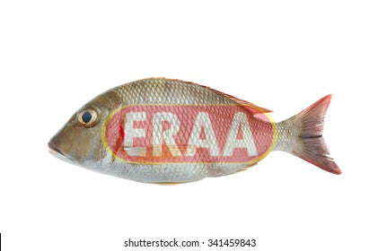 White Snapper (2lb)
