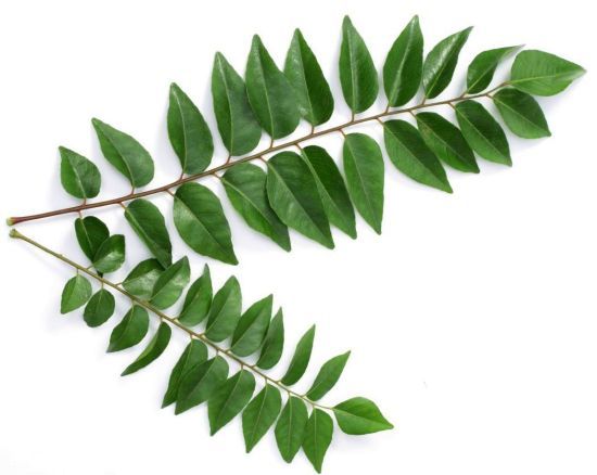 Curry Leaves (Bunch)