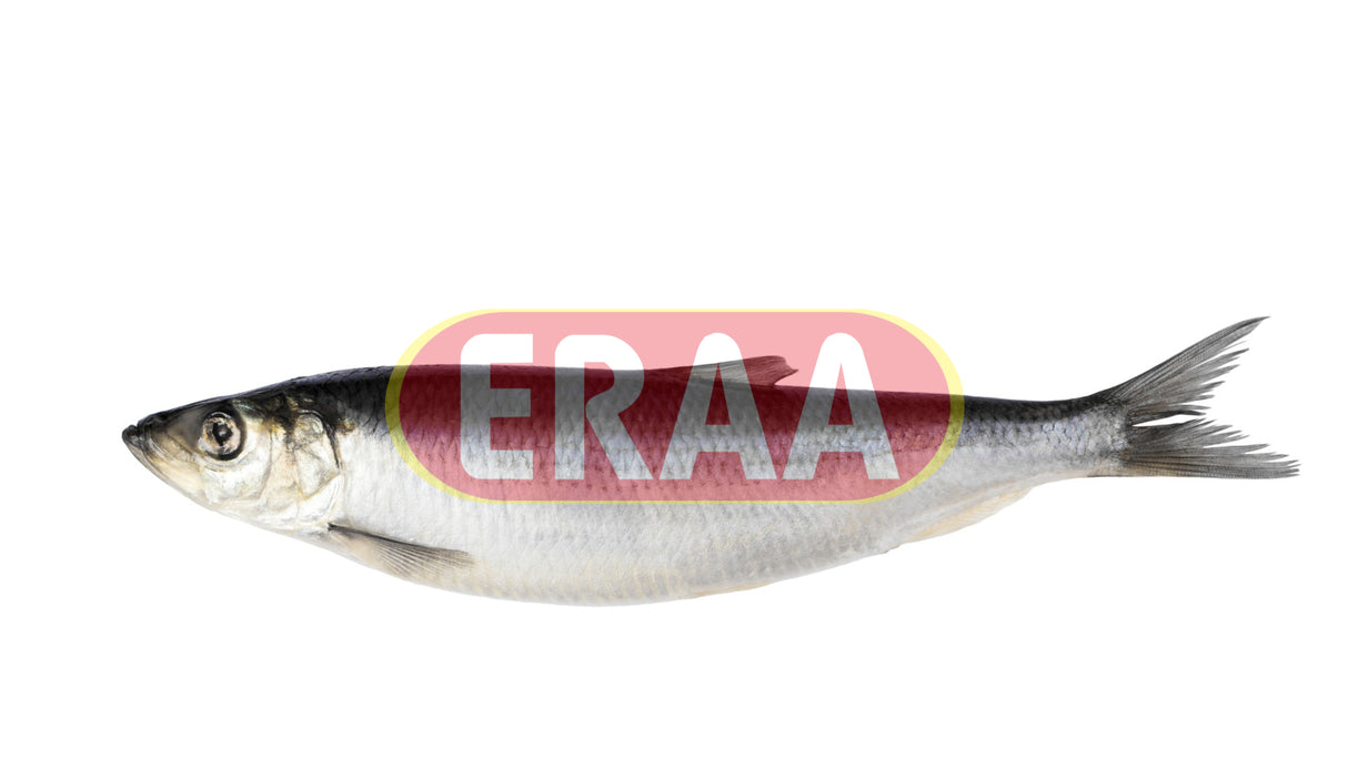 Herring (Suda) (2lb)