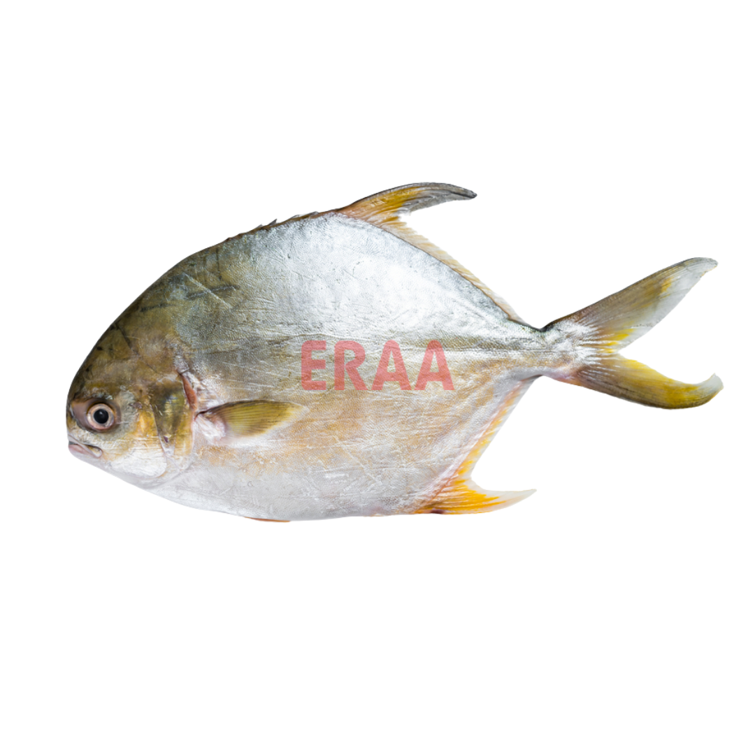 Pompano (3lb)