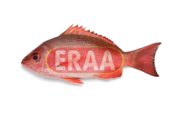 Red Snapper (2lb)