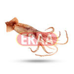 Squid (2lb)